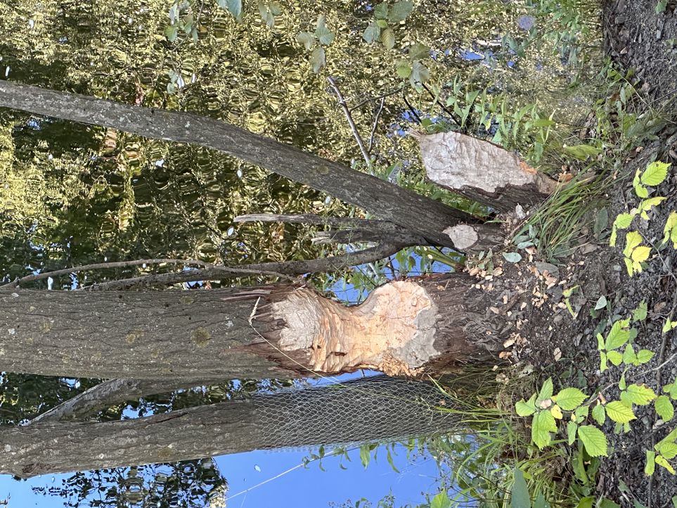 Bever